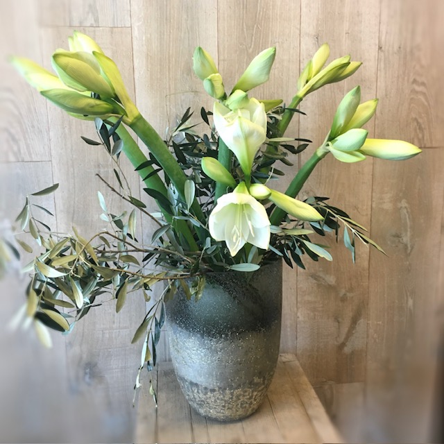 weiss lilie mit topf