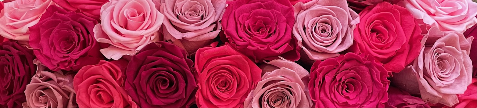 banner IMG_3191